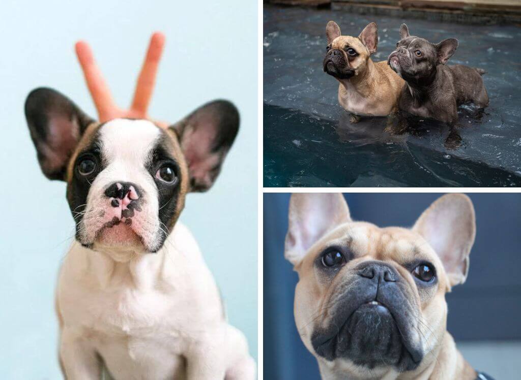 Give Your French Bulldog a PupSpa Day with These 6 Best Shampoos Available
