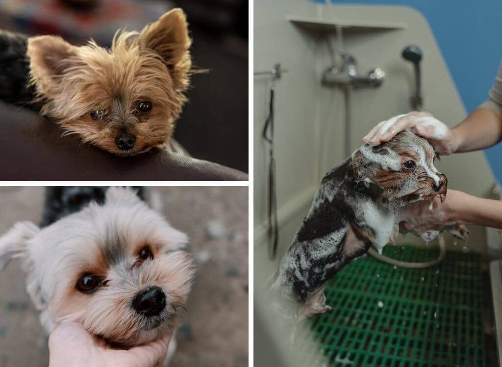 A Pup's Guide to Healthy and Shiny Coats The Best Shampoo for a Yorkie