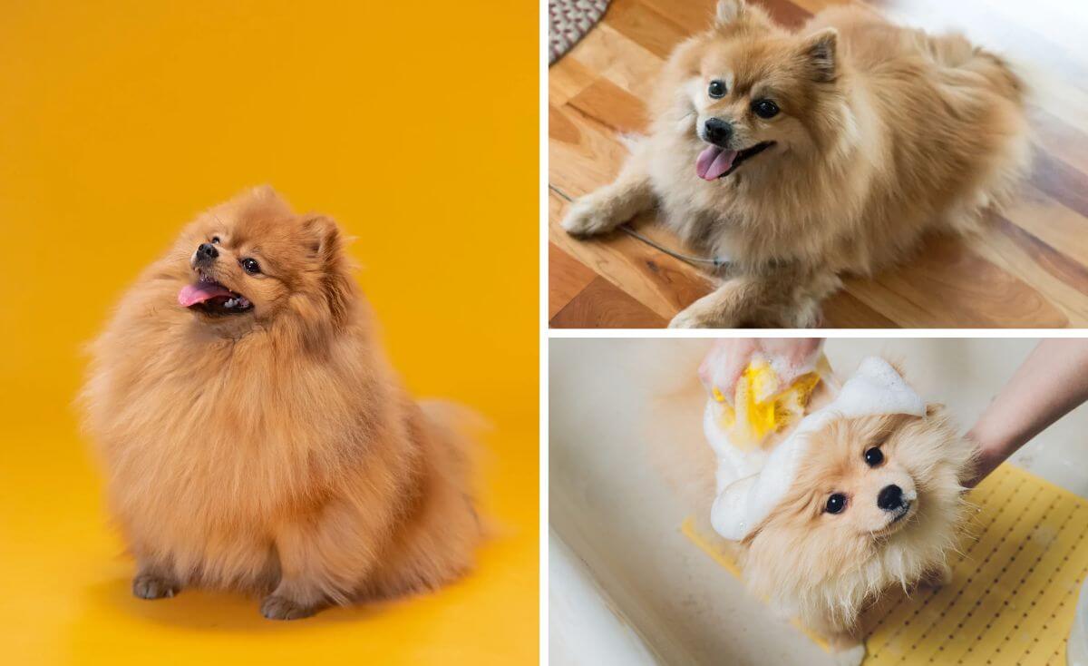 best shampoo for pomeranian