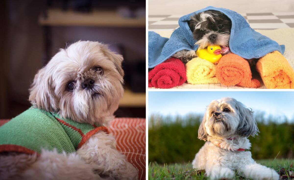 best shampoo for a shih tzu