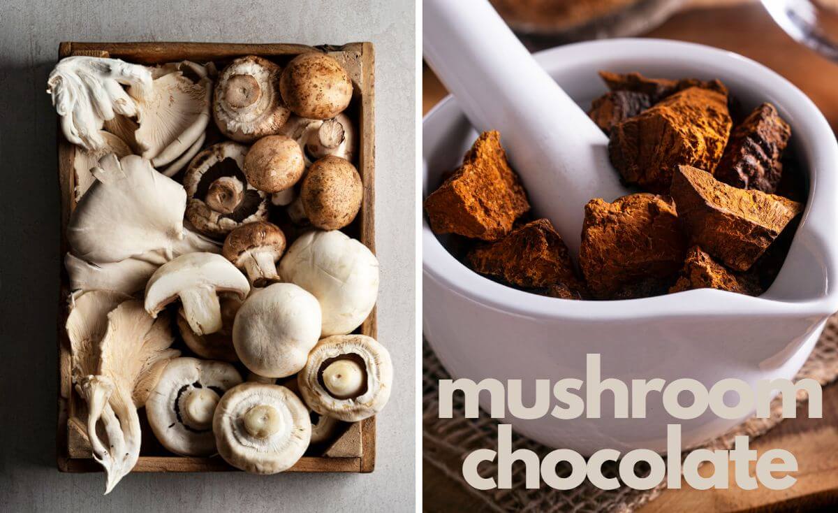 mushroom chocolate