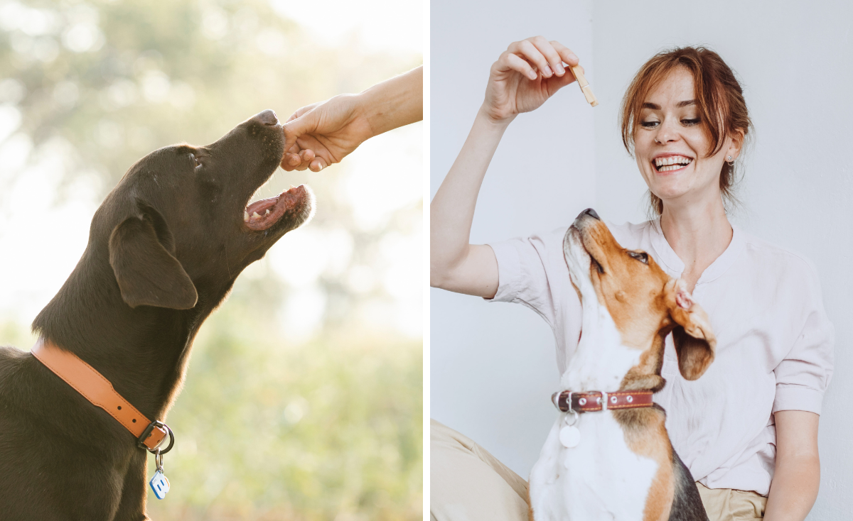 freeze dried dog treats