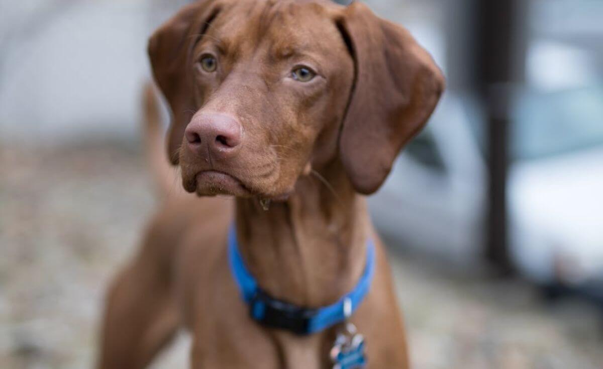 airtag collars