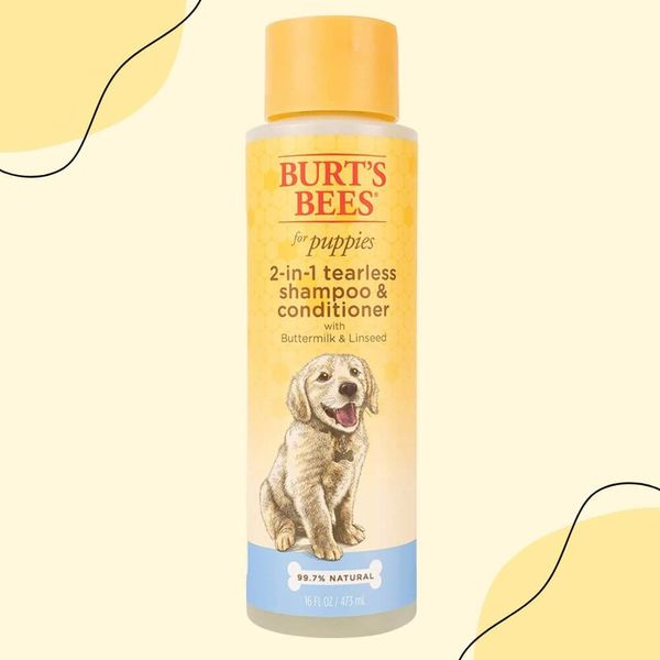 The Secret to a TangleFree Goldendoodle Coat The Right Shampoo and