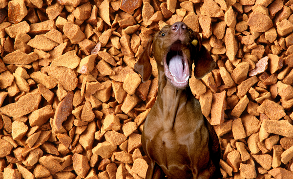 Pawsitively Delicious: Why Freeze Dried Dog Treats are the New Must-Have Snack!