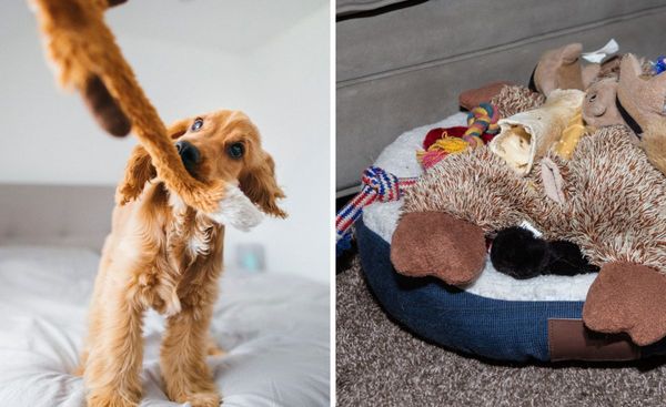 The Pawfect List: The 10 Best Dog Toys To Get Your Pup Playing & Having Fun