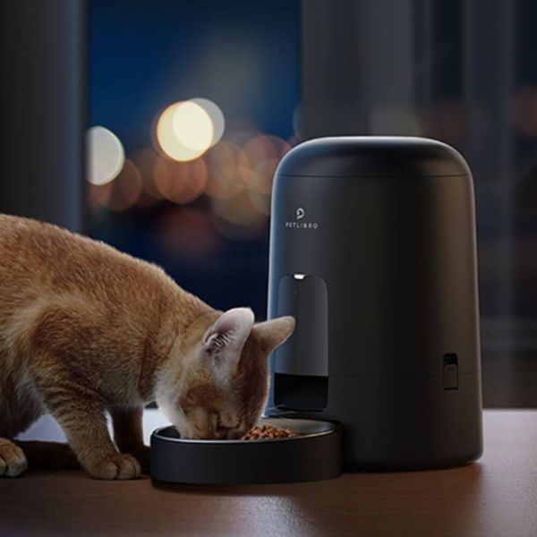 Don't Leave Your Cat Hungry Anymore Get the Best Automatic Cat Feeder