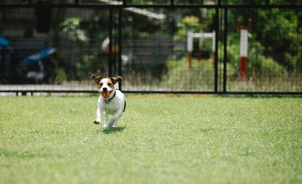 Keep Your Dog Safe and Sound: Our TOP 5 Picks for the Best GPS Dog Fences