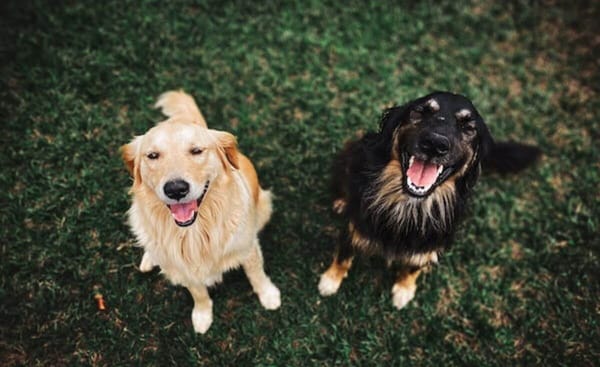 Clean Your Pup’s Teeth with These Top-Rated Dog Toothbrushes on Amazon